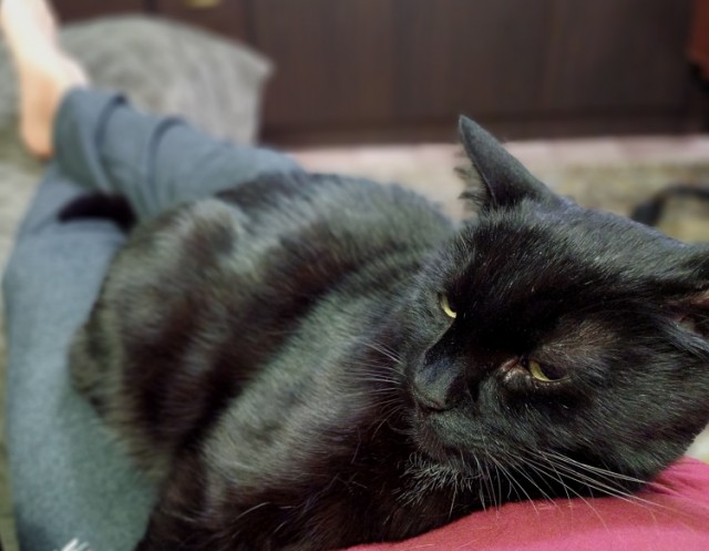 Котовторник 31.12.2024. Последний котовторник года