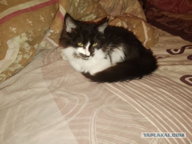Жизнь домашнего приюта для котеек 535