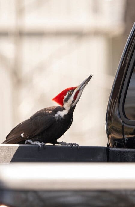 США Массачусетс: объявился дятел-вандал)