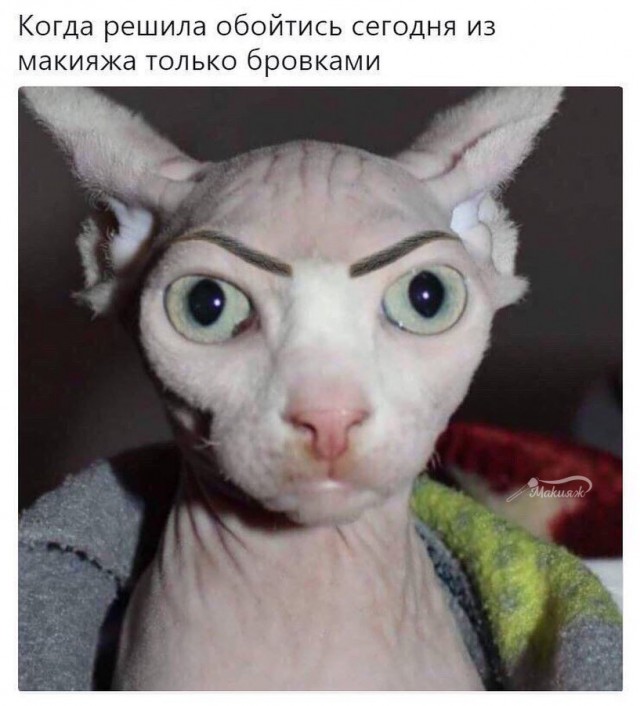 Девушка попросила в Хвиттере остальных скинуть любимые мемы с котами