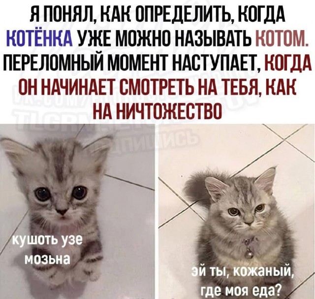 Предновогодние бояны