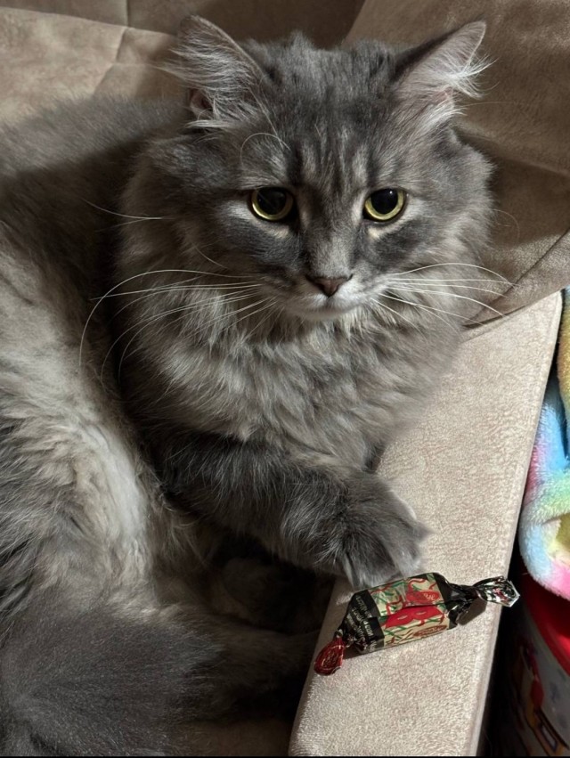 Друзья (котовторник)