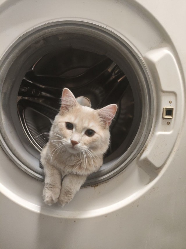 А котовторник уже пришёл?