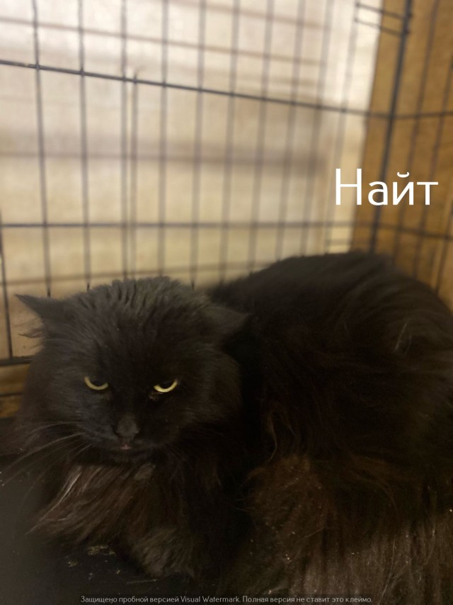 Жизнь домашнего приюта "Котоленд" 535