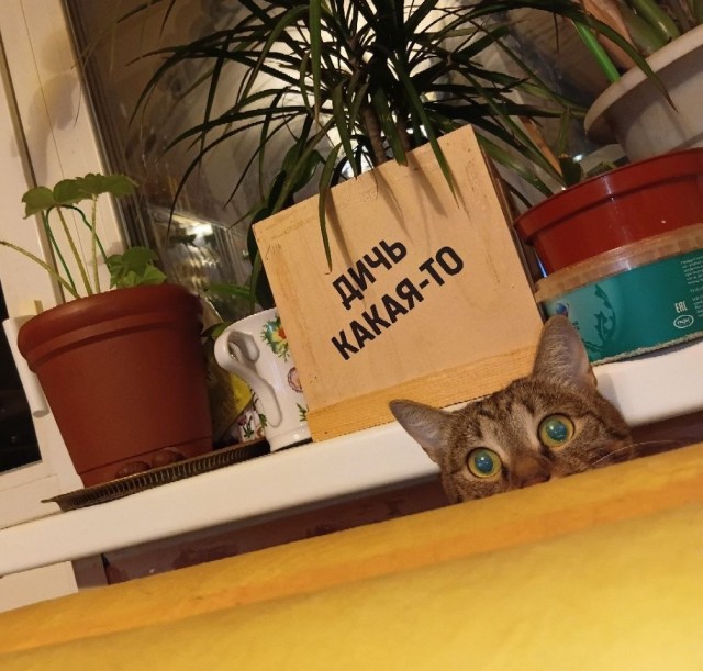 Кото вторник же!