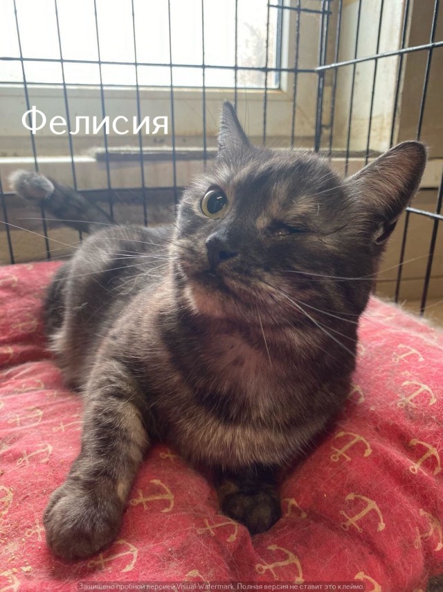 Жизнь домашнего приюта "Котоленд" 540