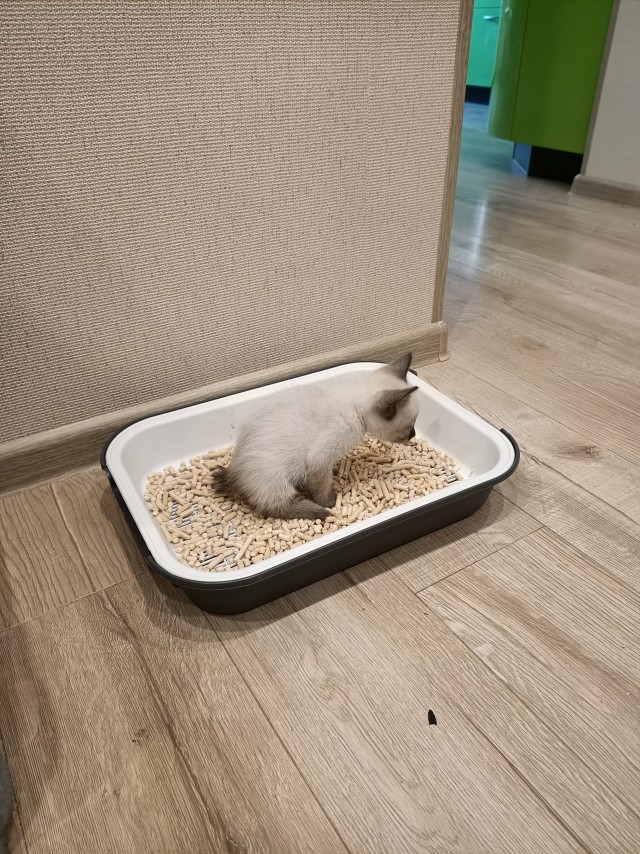 Прошедшему котовторнику посвящается!