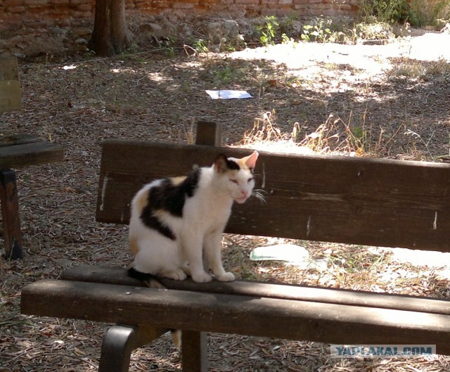 Котовторник 23.07.2013