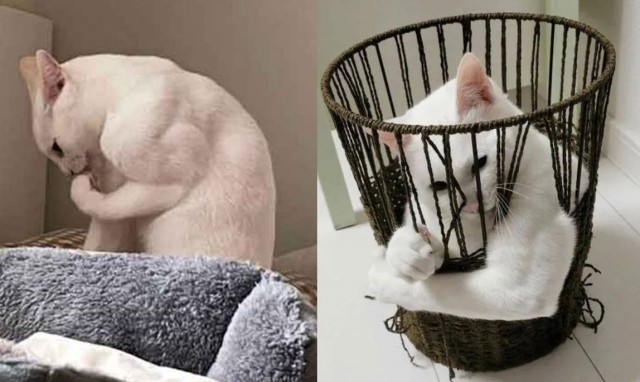 К котовторнику: подборка картинок-баянов с котиками и про котиков. Выпуск 42.