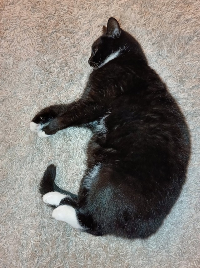 Котовторник