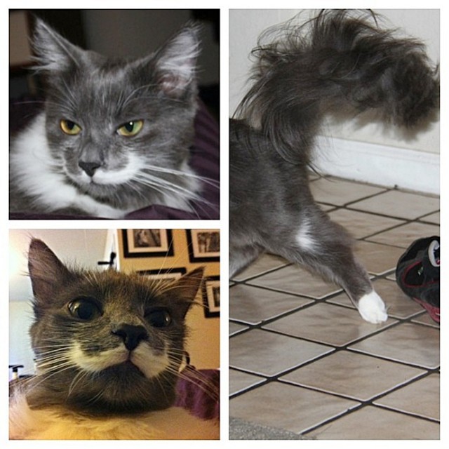 Тысяча чертей - это просто отличные усы!