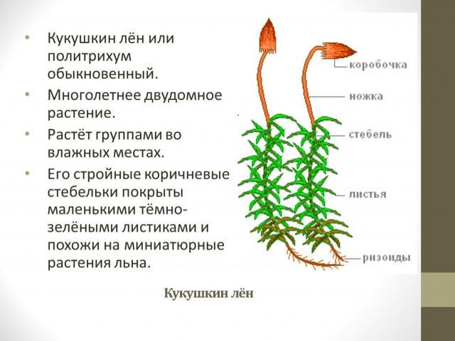Москвичка отправилась в Аптекарский огород, чтобы среди листвы и тишины успокоить нервы