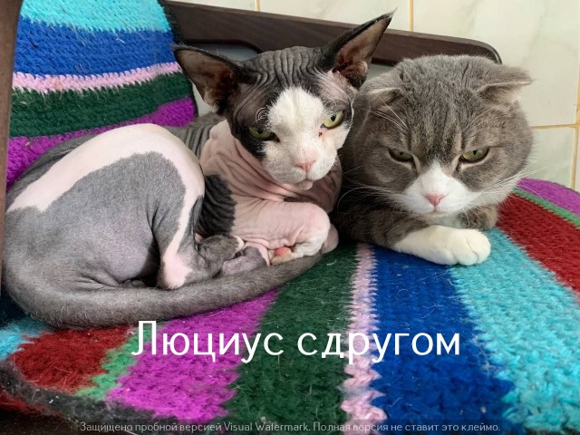 Жизнь домашнего приюта "Котоленд" 563