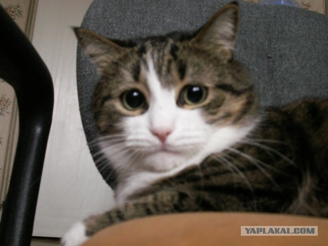 Котовторник 17.09.2013