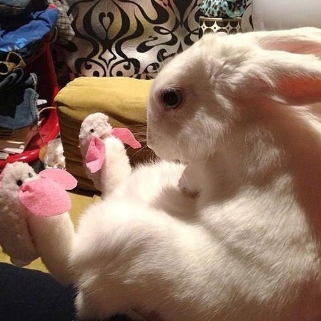 Животные
