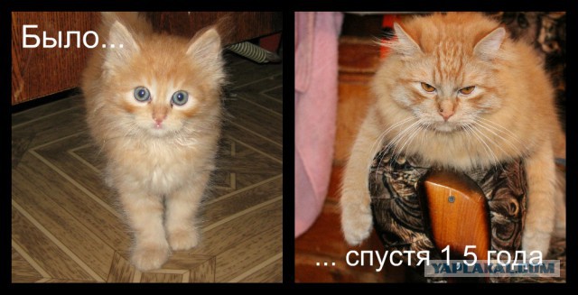 Котовторник 04.03.2014