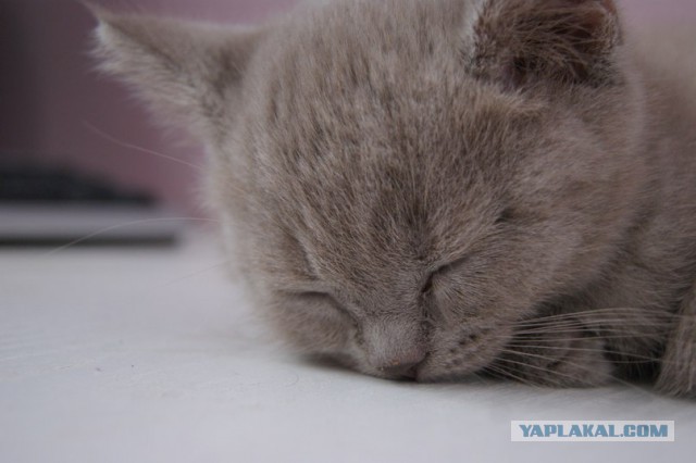 Котовторник  25.03.2014