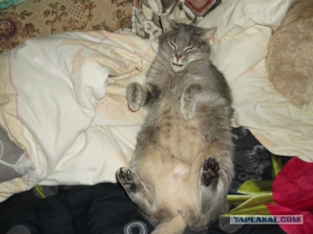 Котовторник 27.5.2014
