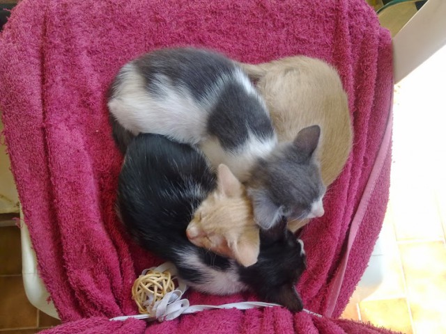 Котовторник 30.09.2014