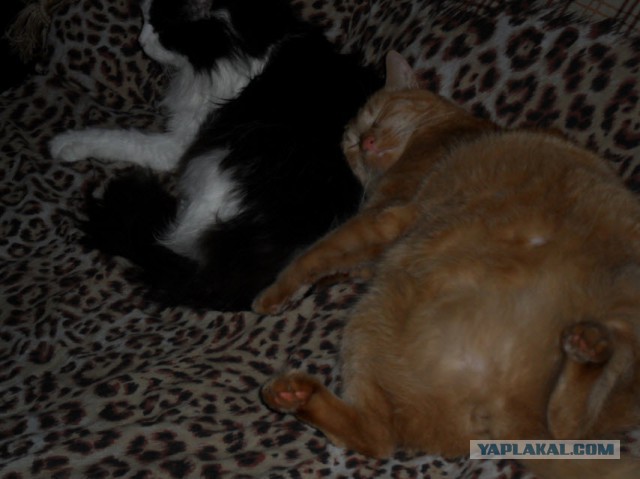 Котовторник 11.11.2014