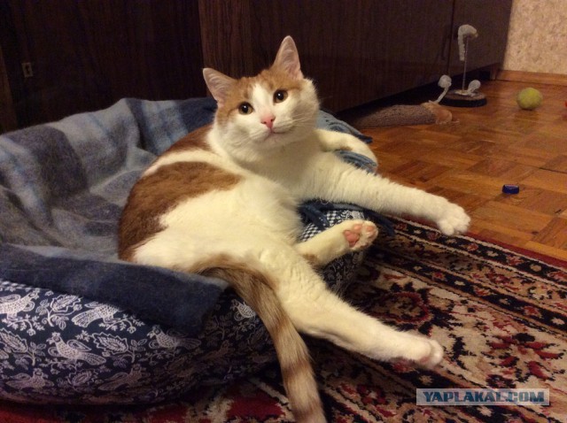Котовторник 25.11.2014