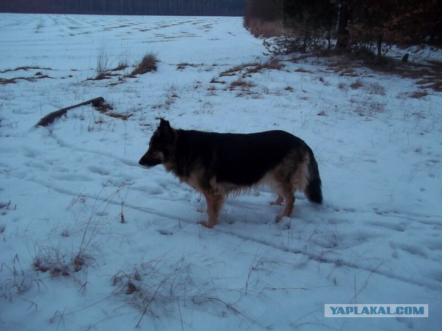 Жизнь домашнего приюта для котеек 44