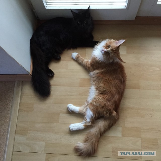 Котовторник