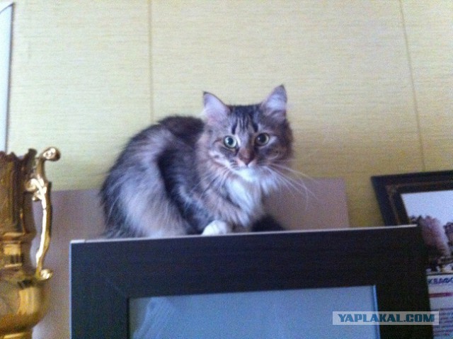 Котовторник