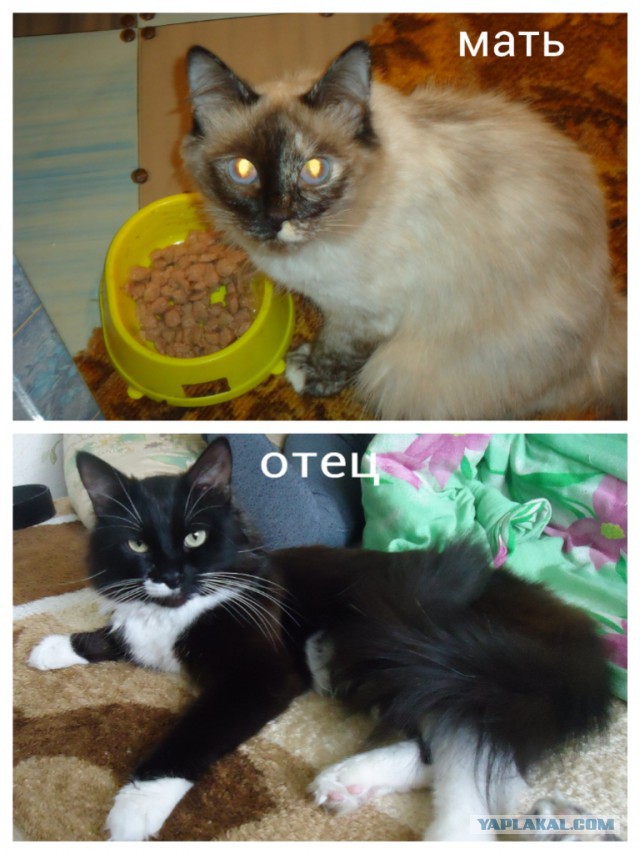 Самые популярные клички кошек и котов
