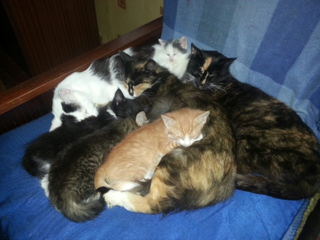 Котовторник 28.04.2015