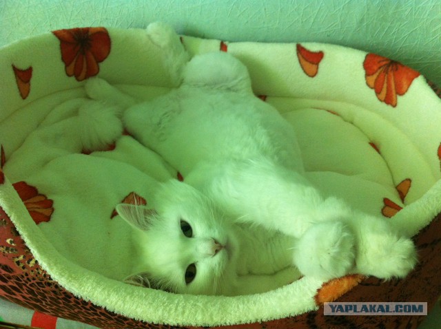 Котовторник   02.06.2015