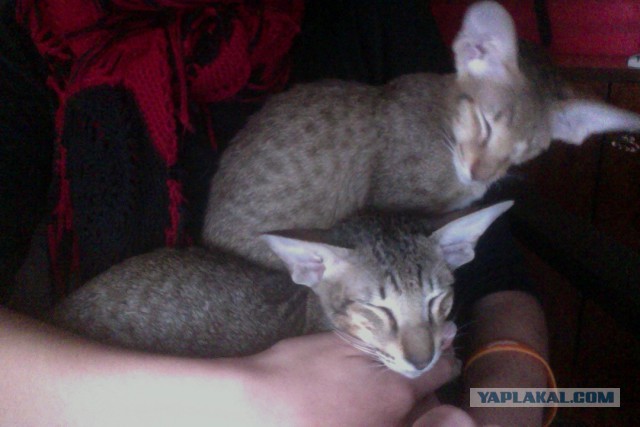 Котовторник