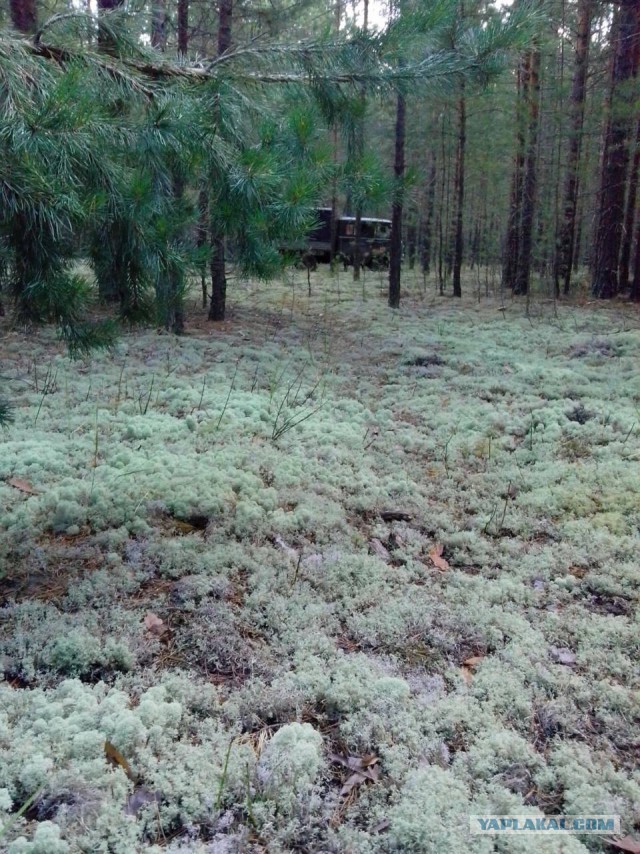 Поход за грибами