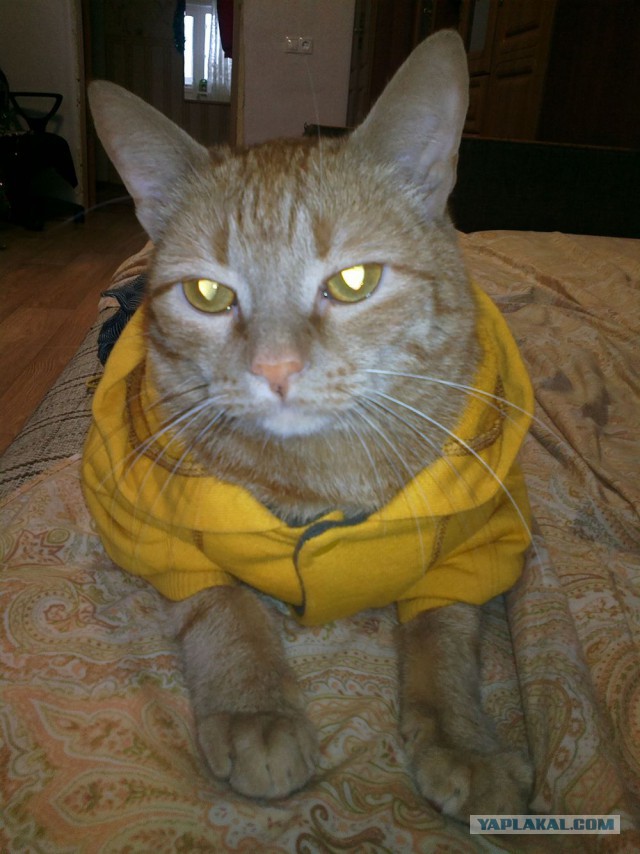 Котопост