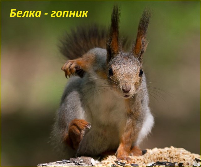 Наркомании пост. Разновидности белок
