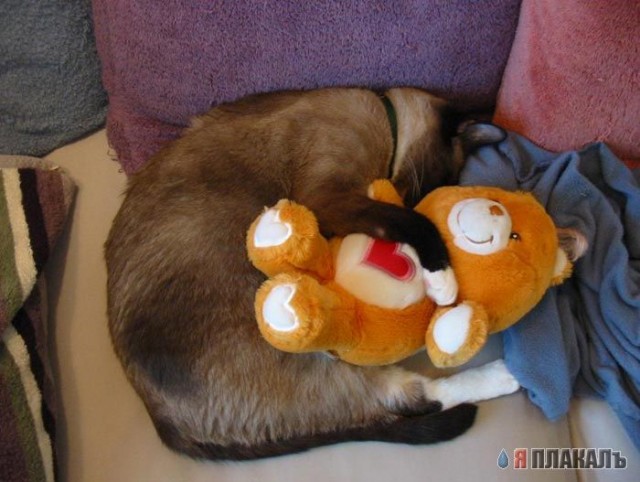 Коты, кошки, котята