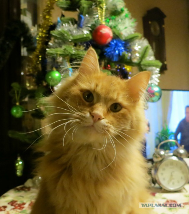 Новый год с котом Антоном
