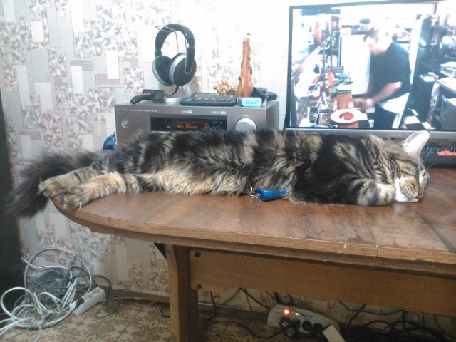 Котовторник 19.01.2016
