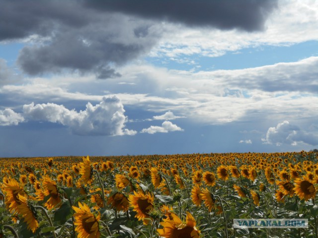 Я узнал, что у меня есть огромная семья