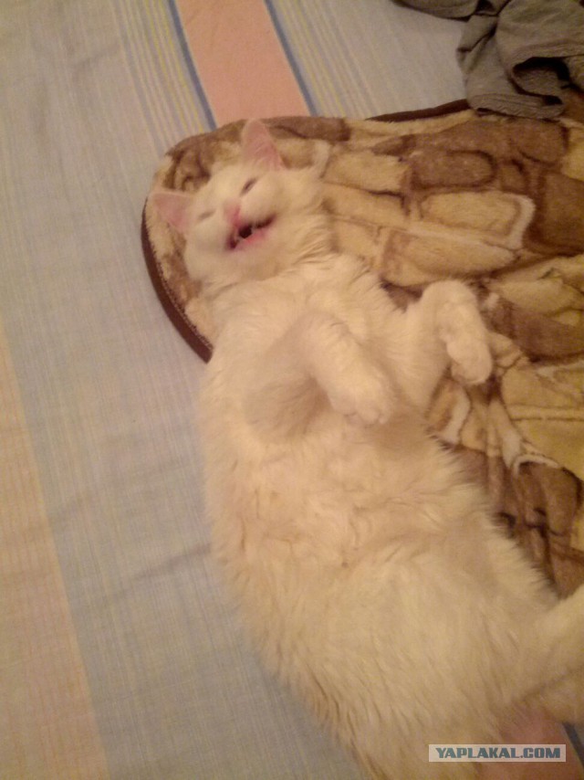 Выборка фотогеничных котэнов