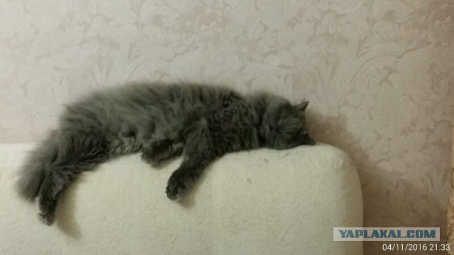 Собакочетверг или как я завел барбосов!