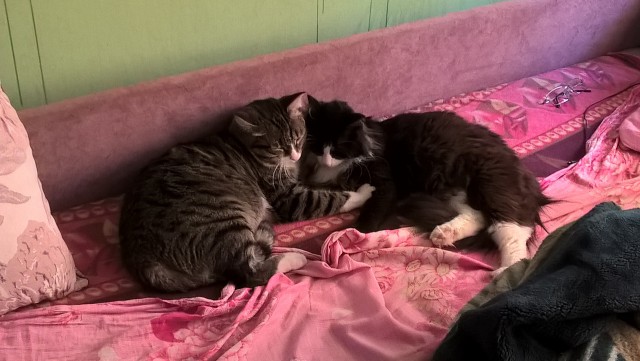 Котовторник 19.07.2016