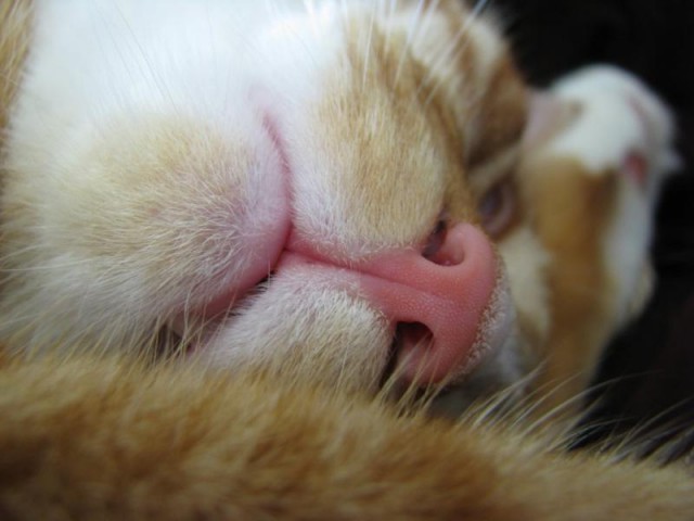 Коты из сети