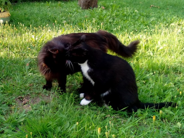 Котовторник 10.01.2017