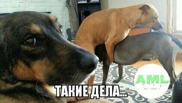 Отупляющие приколы