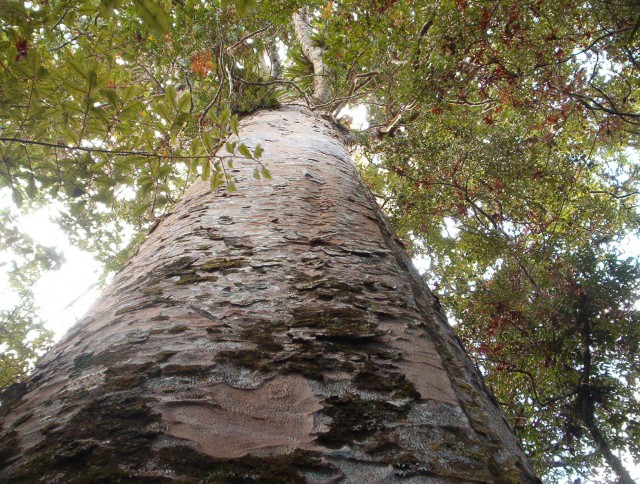 Great Barrier Island. Новая Зеландия.