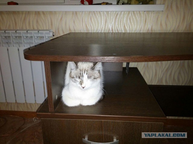 Котовторник  14.02.2017