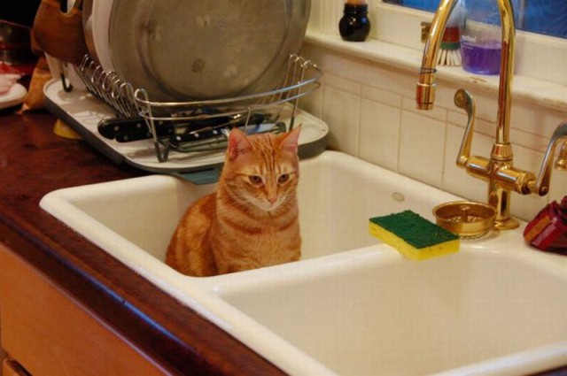 Коты и Кошки