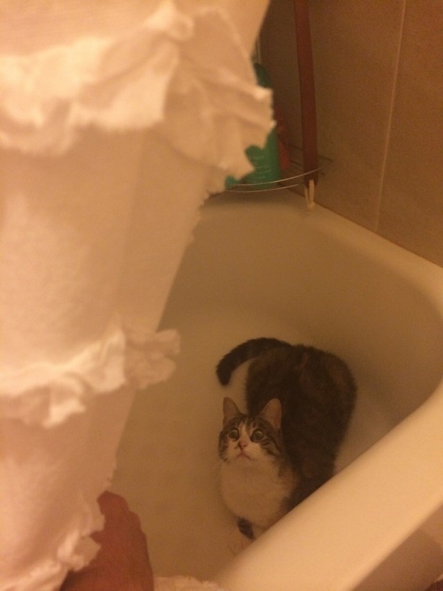 Коты и Кошки