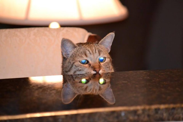 Коты и Кошки